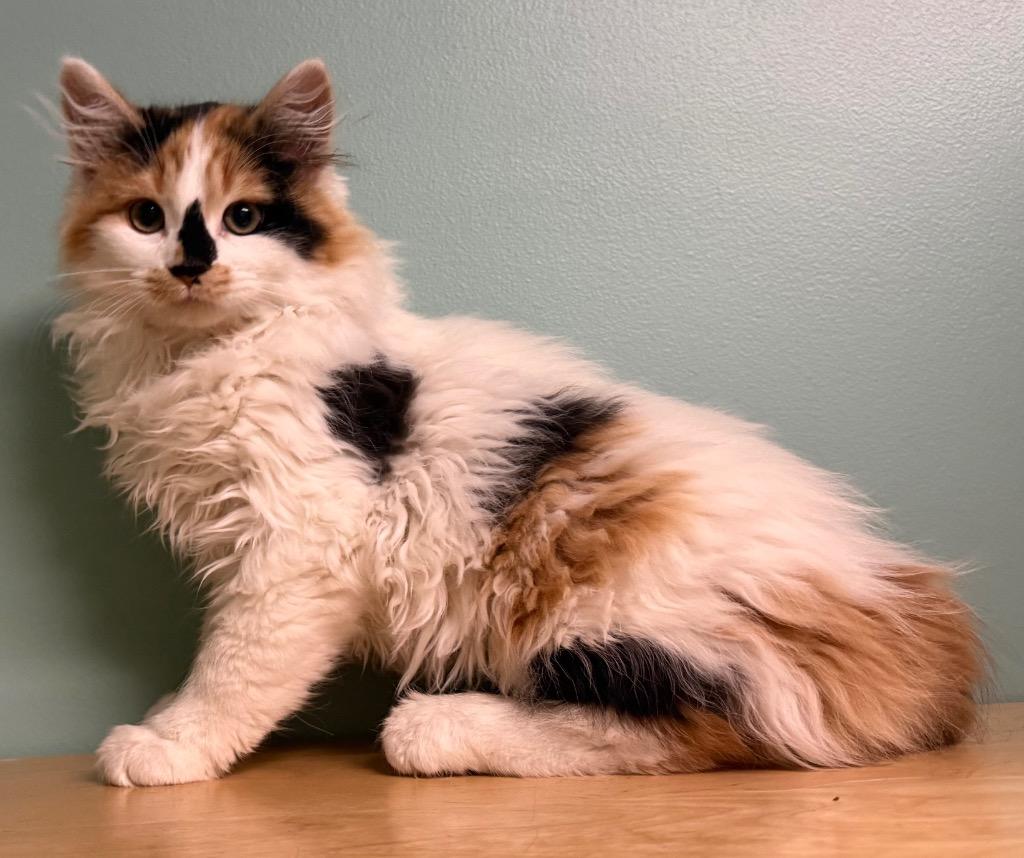 Dora, an adopted Domestic Medium Hair in Amery, WI image 3/3
