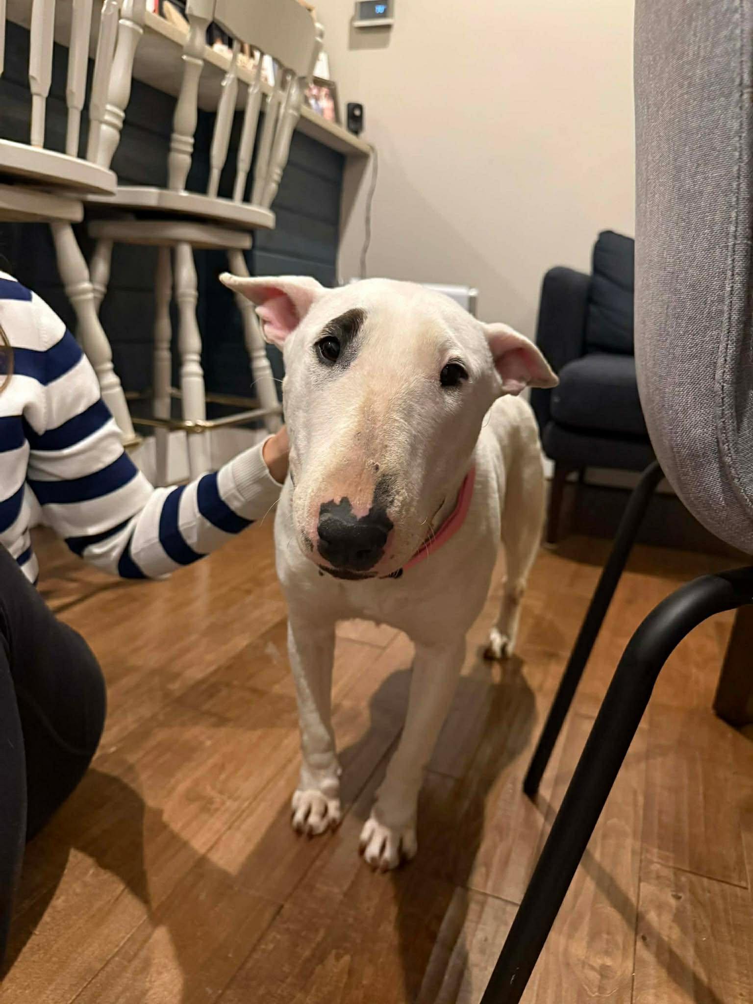 26-010 Juniper Jelly aka JJ (formerly Little Girl), Adoptable, Adult Female Bull Terrier.