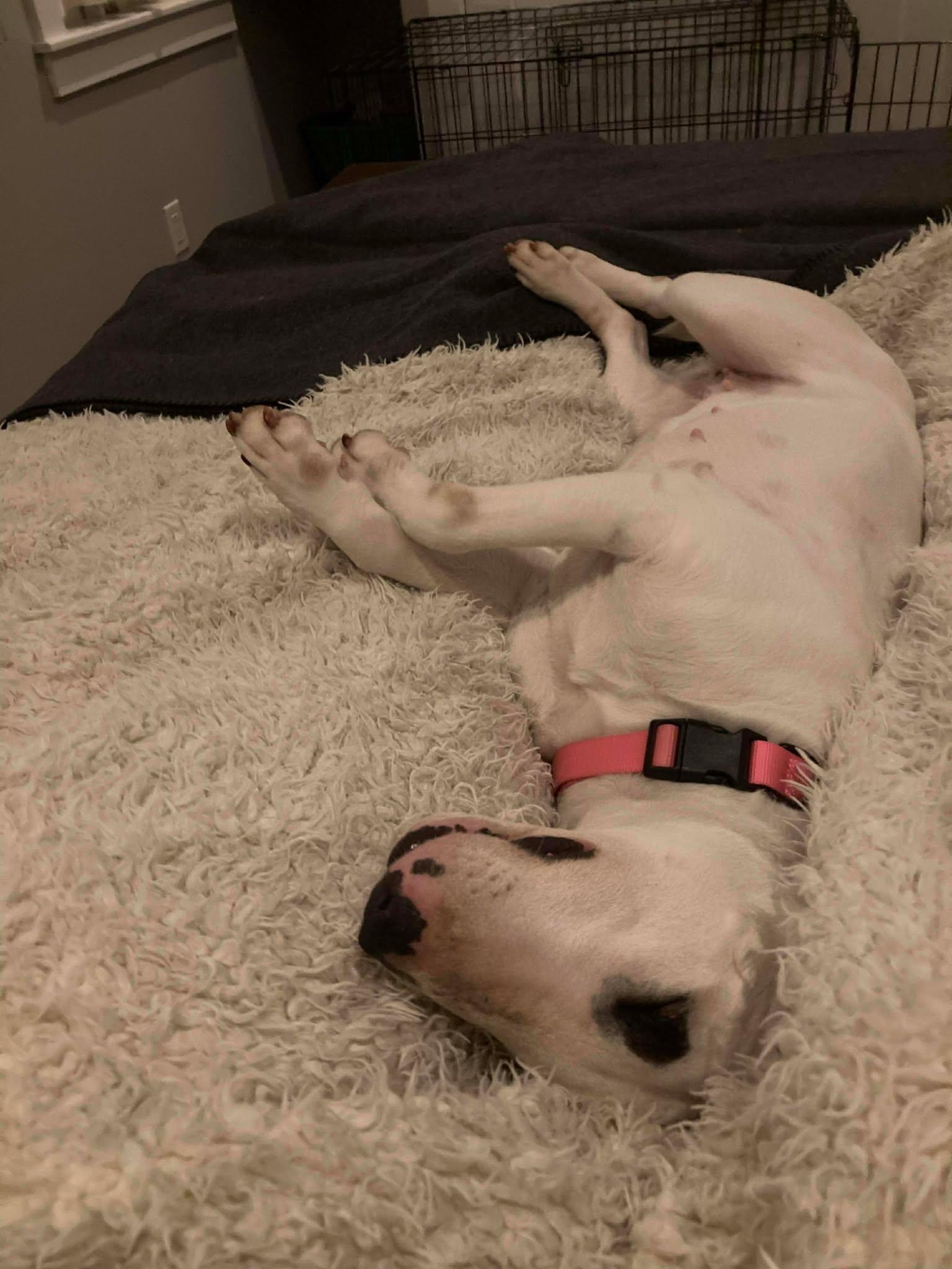 Enlarge 26-010 Juniper Jelly aka JJ (formerly Little Girl), a Adoptable Bull Terrier in New York, NY image 2/6