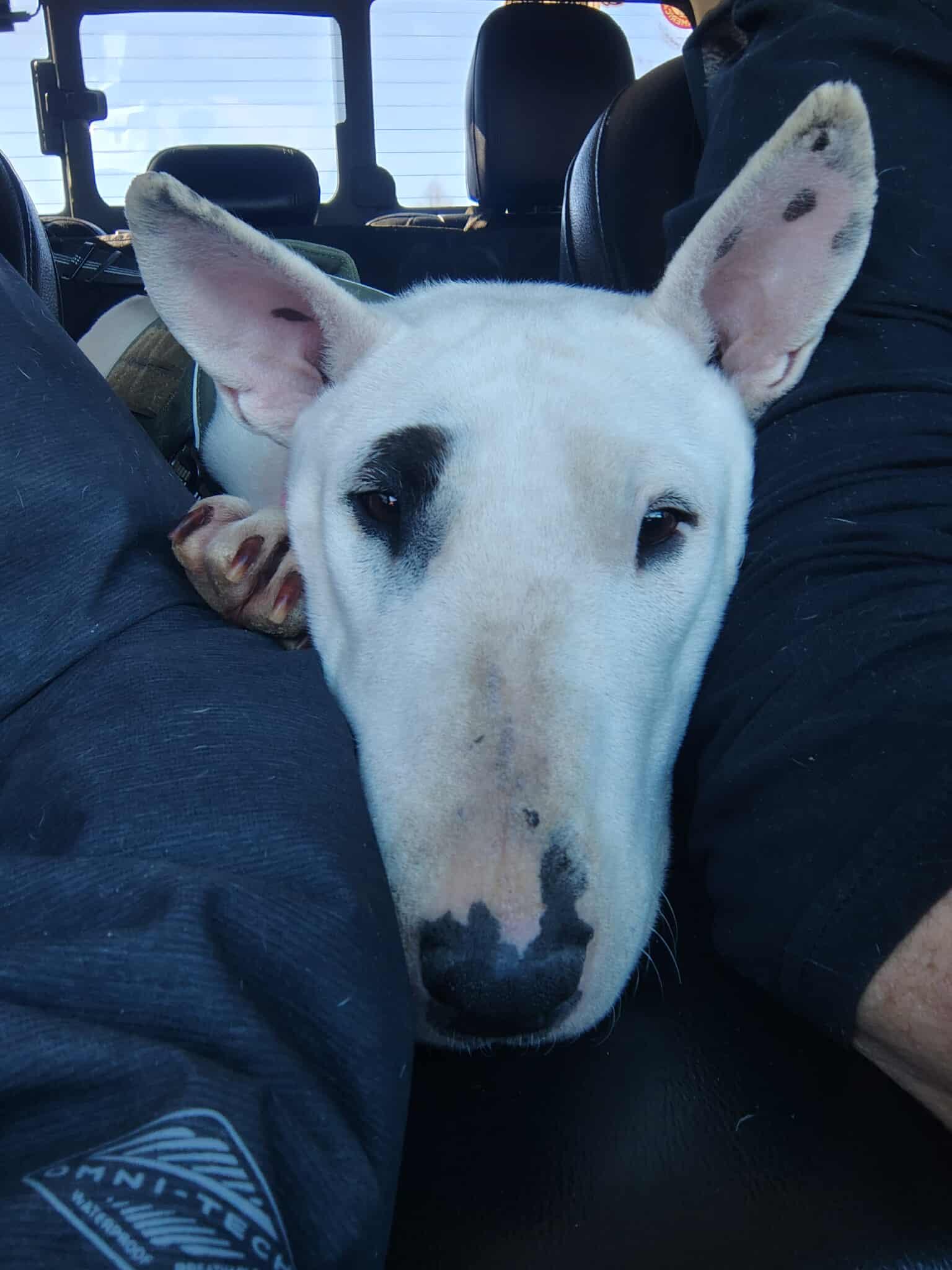Enlarge 26-010 Juniper Jelly aka JJ (formerly Little Girl), a Adoptable Bull Terrier in New York, NY image 3/6