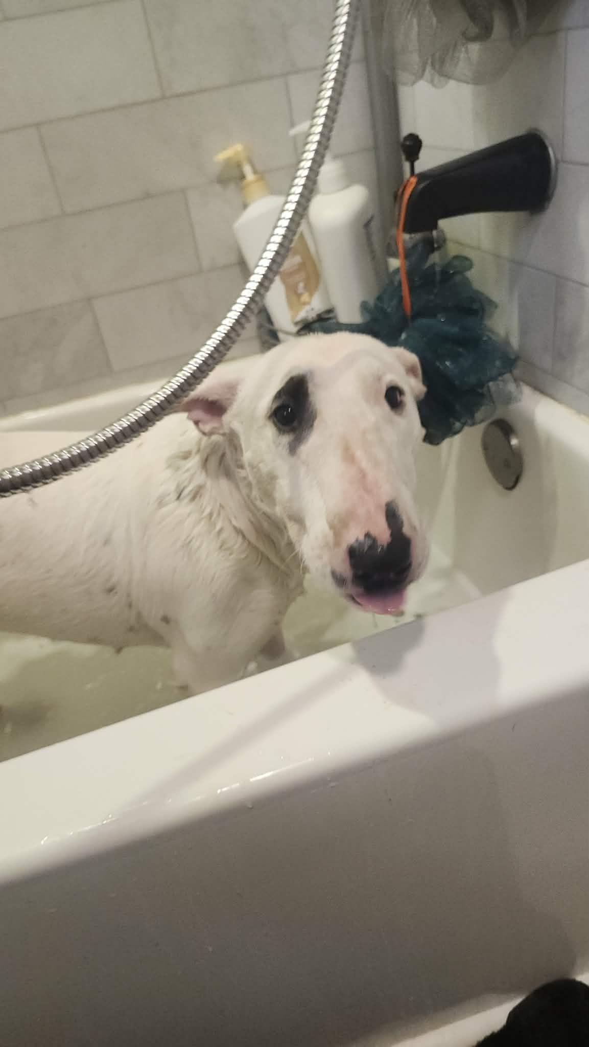 Enlarge 26-010 Juniper Jelly aka JJ (formerly Little Girl), a Adoptable Bull Terrier in New York, NY image 4/6