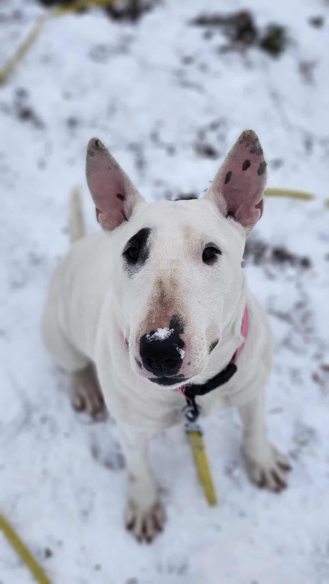 Enlarge 26-010 Juniper Jelly aka JJ (formerly Little Girl), a Adoptable Bull Terrier in New York, NY image 5/6