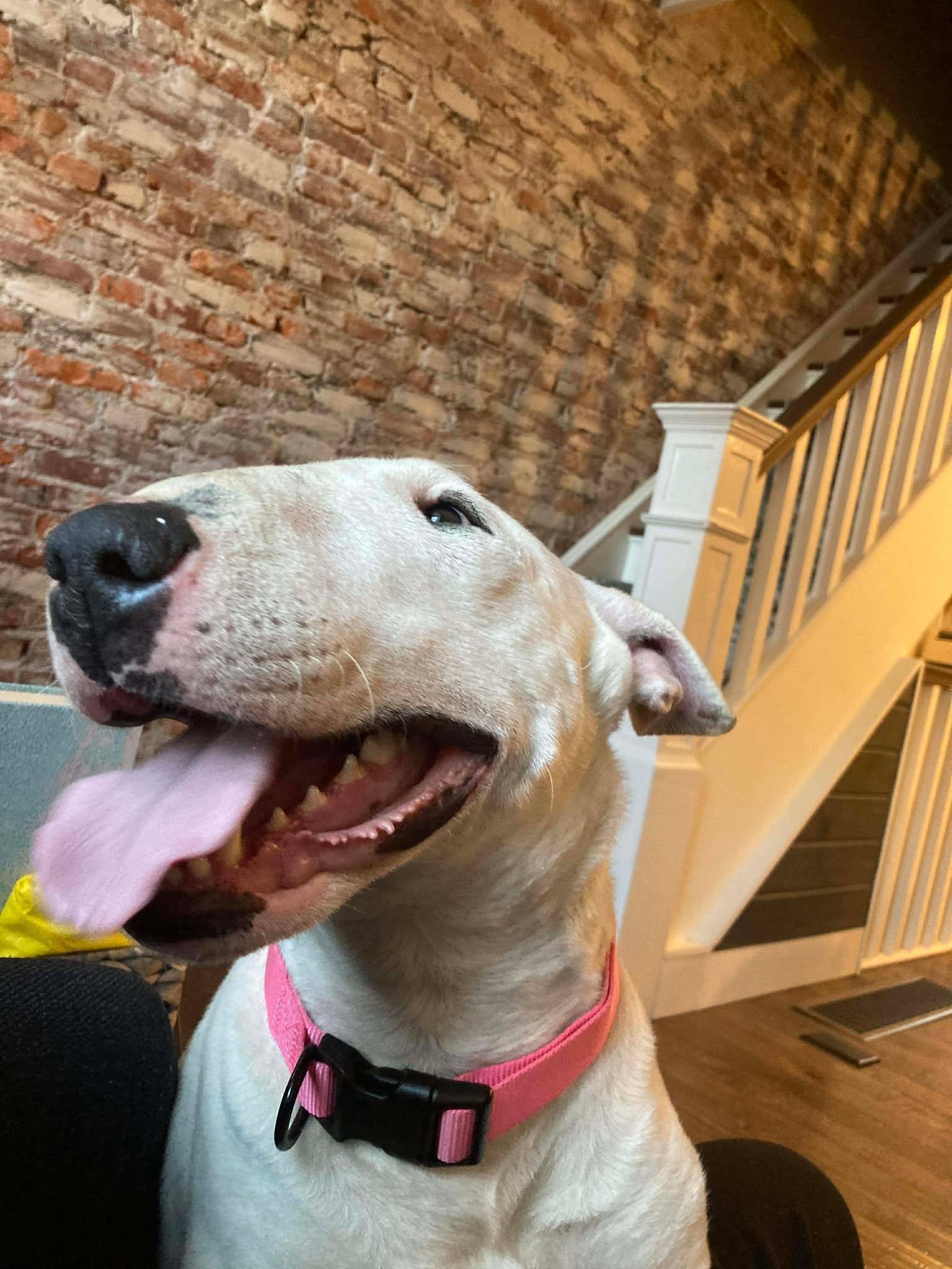 Enlarge 26-010 Juniper Jelly aka JJ (formerly Little Girl), a Adoptable Bull Terrier in New York, NY image 6/6
