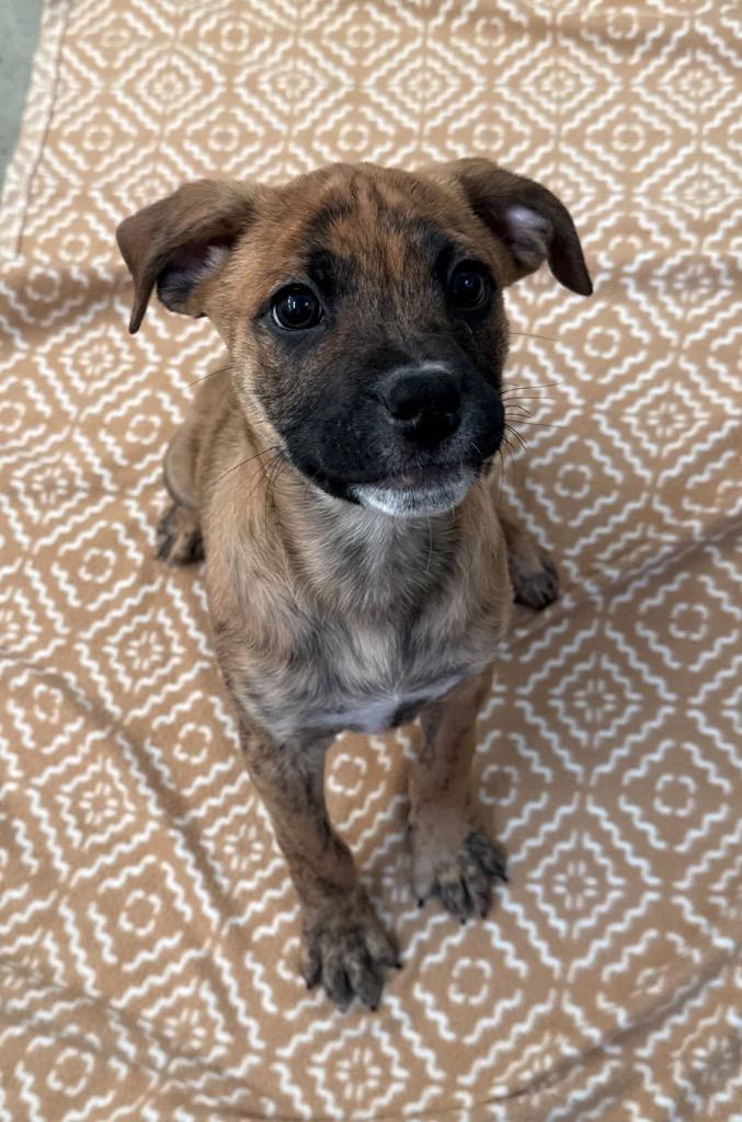 Bindle, Adoptable, Puppy Male Mixed Breed.
