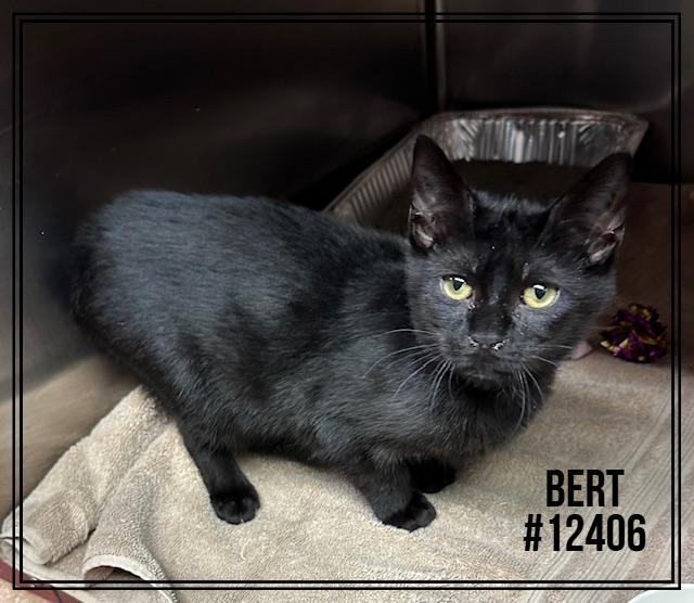 BERT