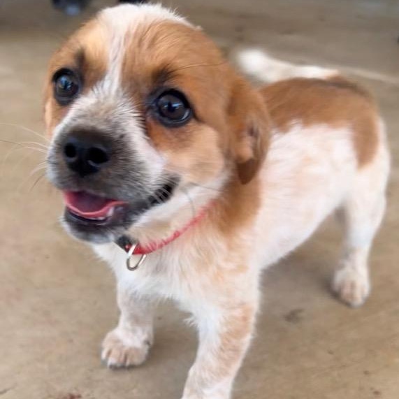 LIBBY, Adopted, Puppy Female Shih Tzu & Australian Cattle Dog / Blue Heeler.