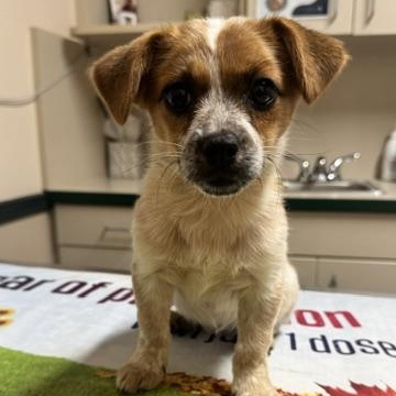 Enlarge LIBBY, a Adopted mixed breed in Quitman, TX image 4/5
