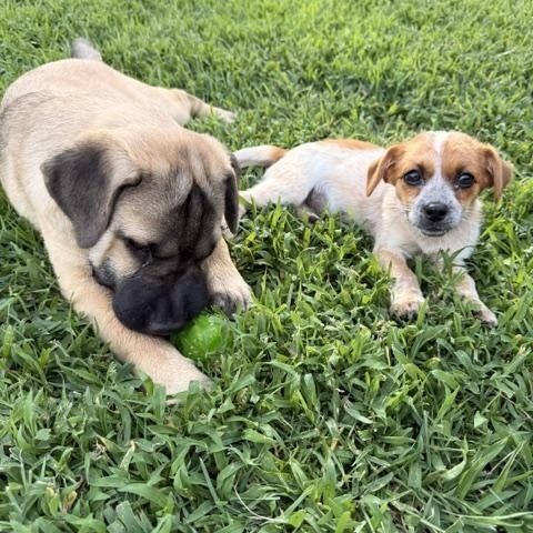 Enlarge LIBBY, a Adopted mixed breed in Quitman, TX image 5/5