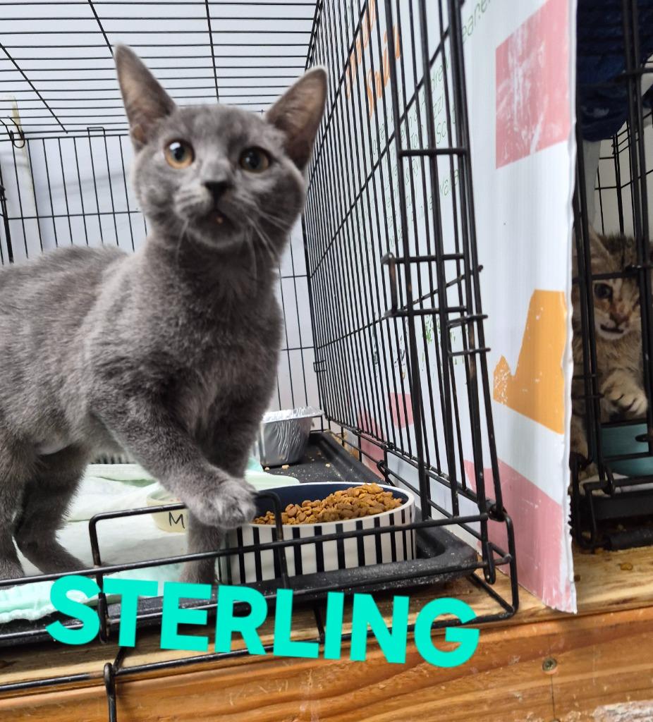 Enlarge Sterling, a Adoptable mixed breed in Rome, GA image 1/2