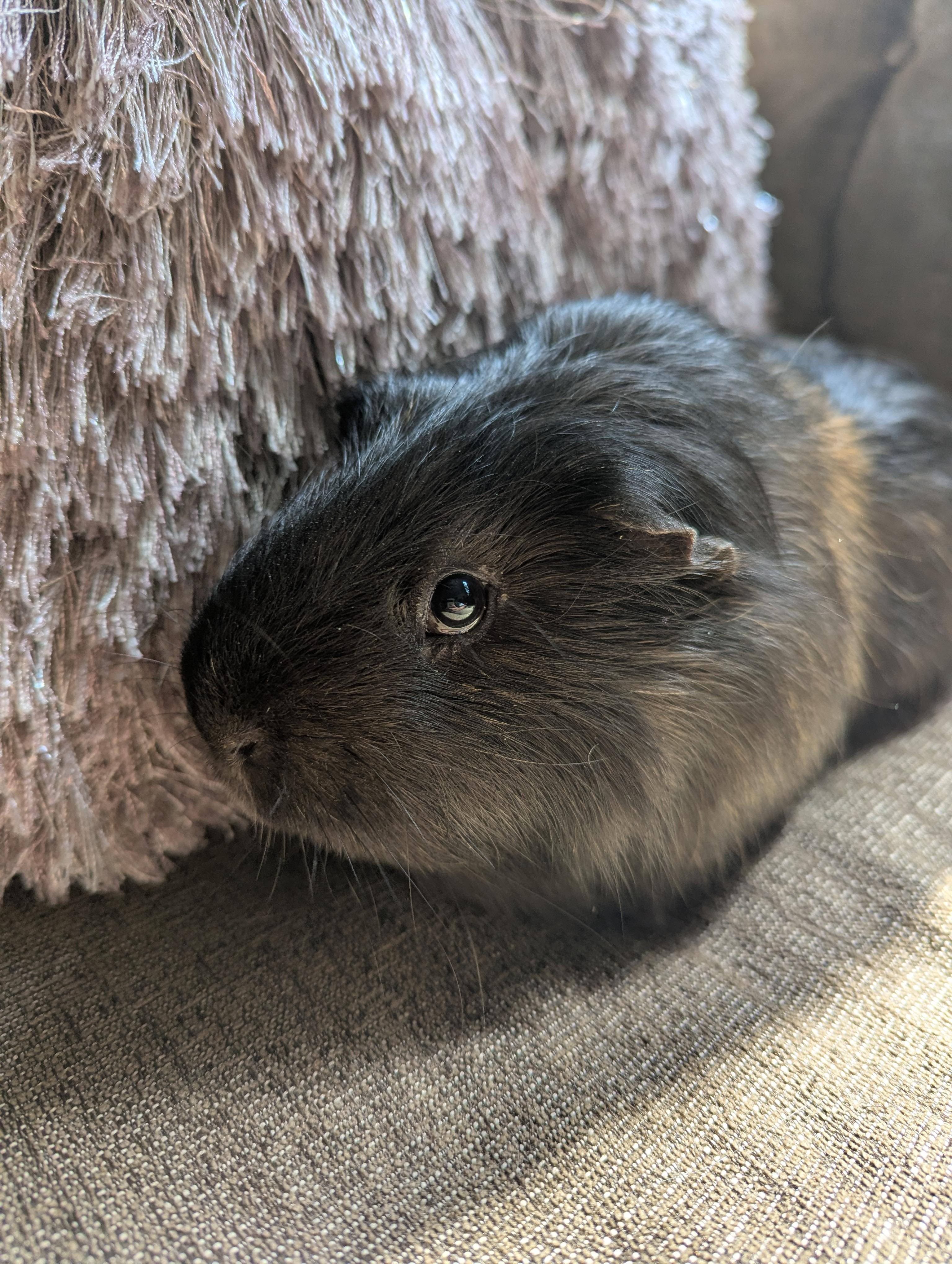 Max Furstappen, adoptable, Adult Male Guinea Pig.