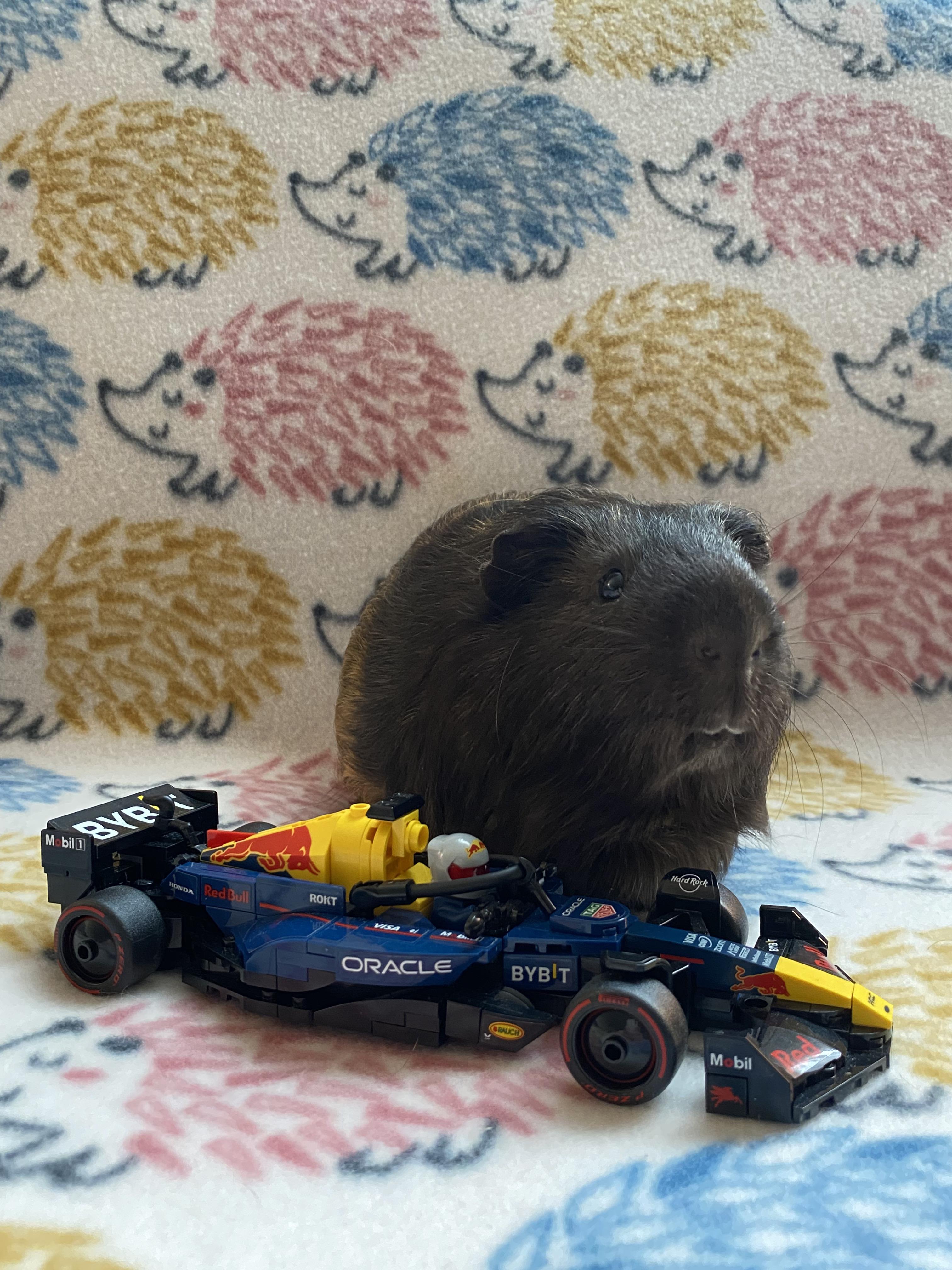 Enlarge Max Furstappen, an adoptable Guinea Pig in Saint Paul, MN image 1/2