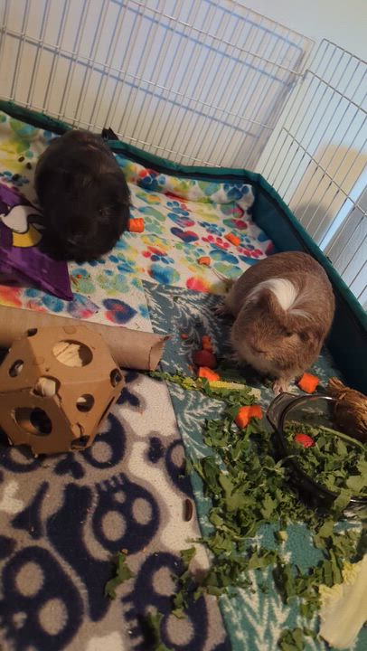 Enlarge Max Furstappen, an adoptable Guinea Pig in Saint Paul, MN video 4/4