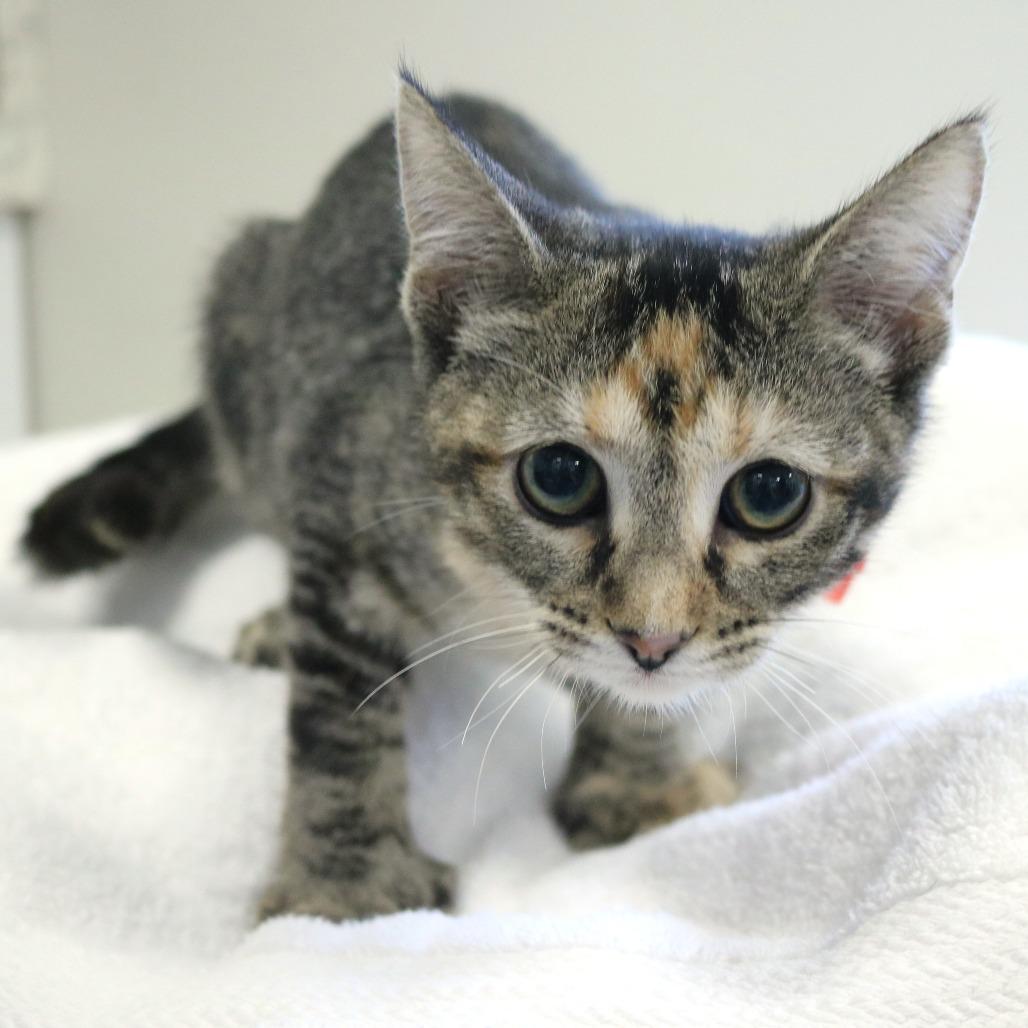 Anxiety (26-3C-4), Adoptable, Kitten Female Domestic Short Hair.