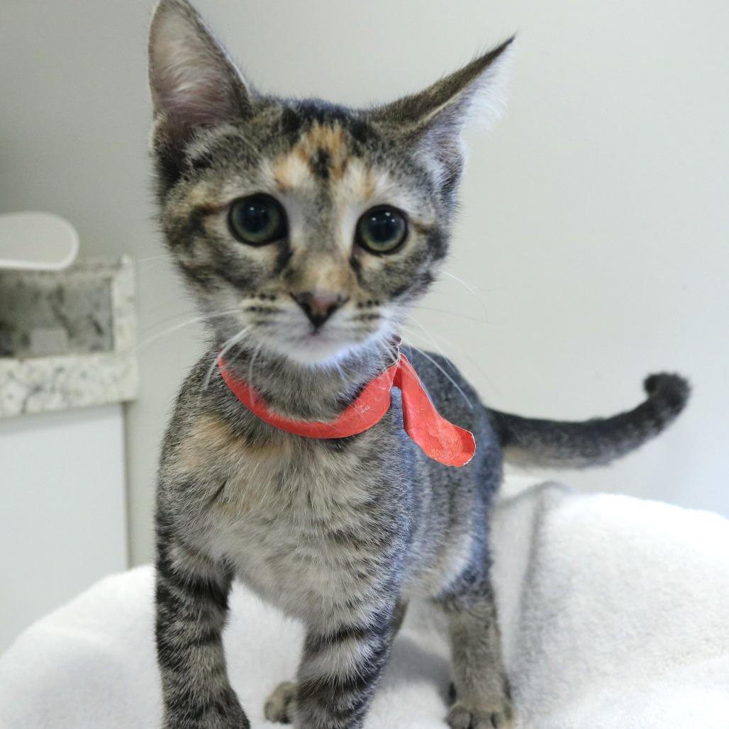 Enlarge Anxiety (26-3C-4), a Adoptable Domestic Short Hair in Rifle, CO image 2/3