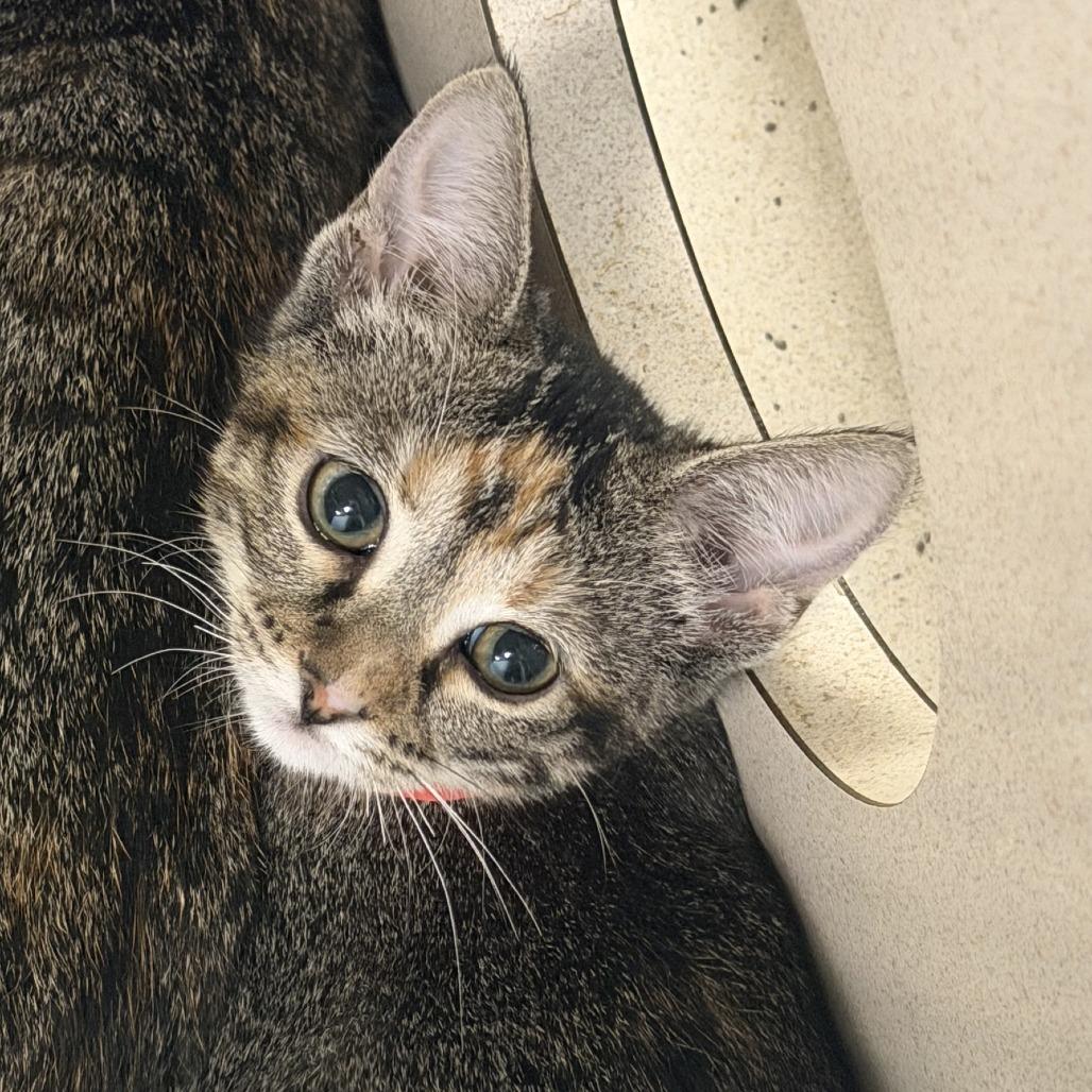 Enlarge Anxiety (26-3C-4), a Adoptable Domestic Short Hair in Rifle, CO image 3/3