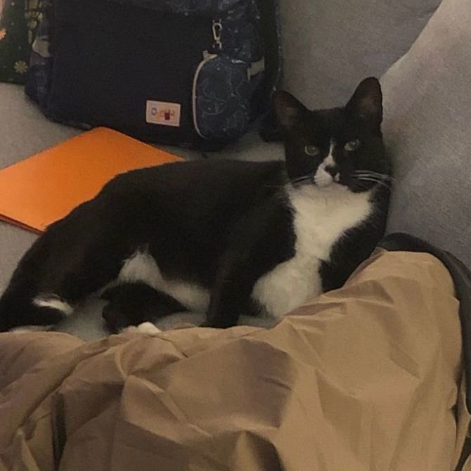 Chip *COURTESY POST*, Adoptable, Adult Male Tuxedo & Domestic Short Hair.