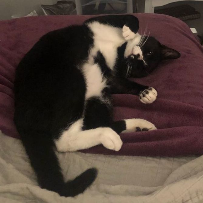 Chip *COURTESY POST*, Adoptable, Adult Male Tuxedo & Domestic Short Hair.