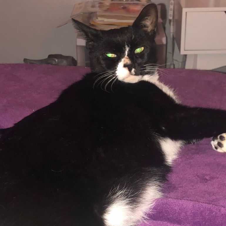 Chip *COURTESY POST*, a Adoptable mixed breed in Sacramento, CA image 3/3