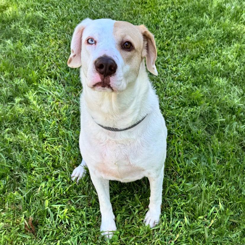 Enlarge Pearl, a Adoptable mixed breed in Little Rock, AR image 1/5