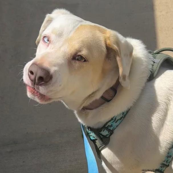 Enlarge Pearl, a Adoptable mixed breed in Little Rock, AR image 2/5