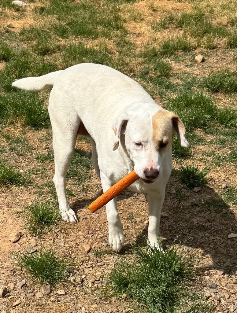 Enlarge Pearl, a Adoptable mixed breed in Little Rock, AR image 3/5