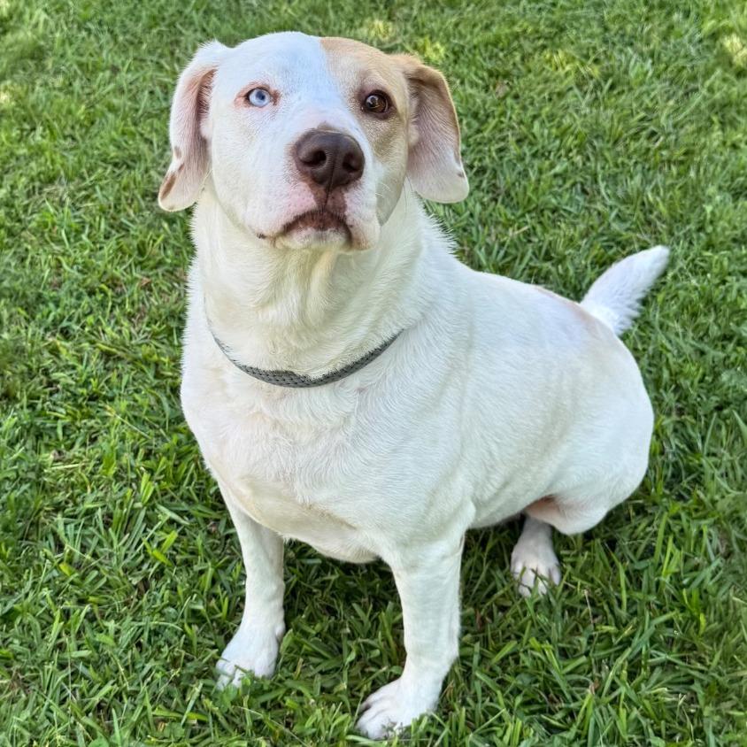 Enlarge Pearl, a Adoptable mixed breed in Little Rock, AR image 4/5
