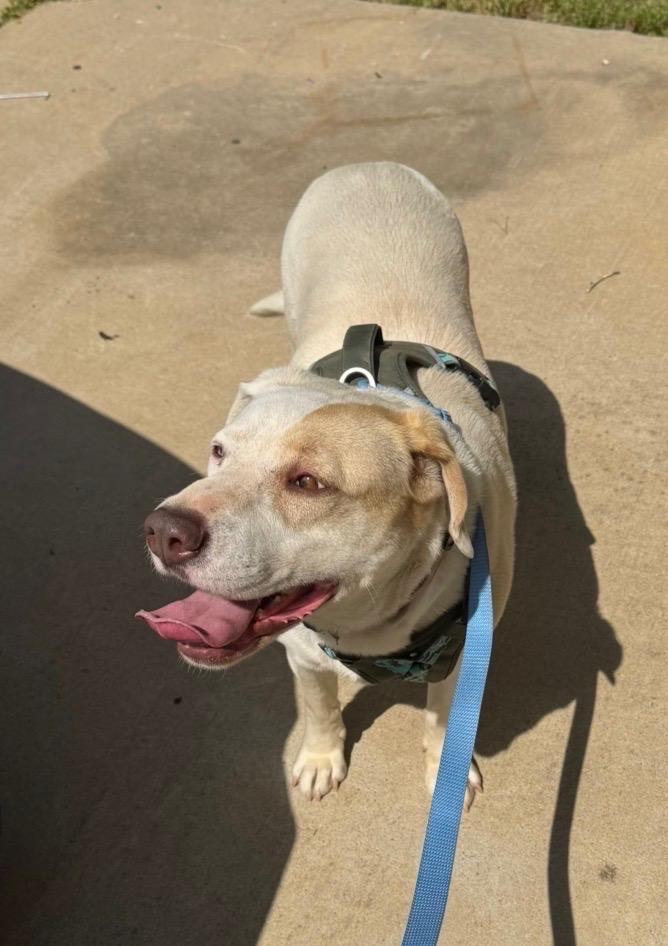 Enlarge Pearl, a Adoptable mixed breed in Little Rock, AR image 5/5