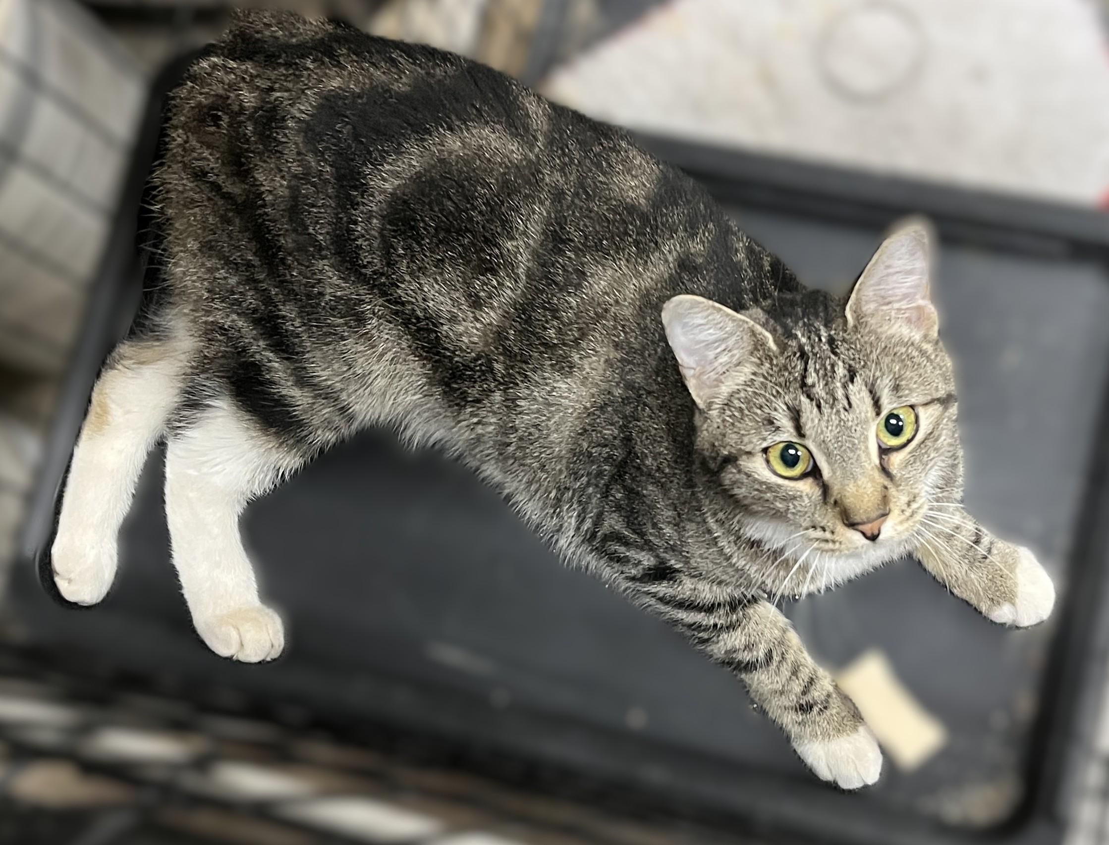 Enlarge Miss Marble, a Adopted Domestic Short Hair in Shingletown, CA image 3/3