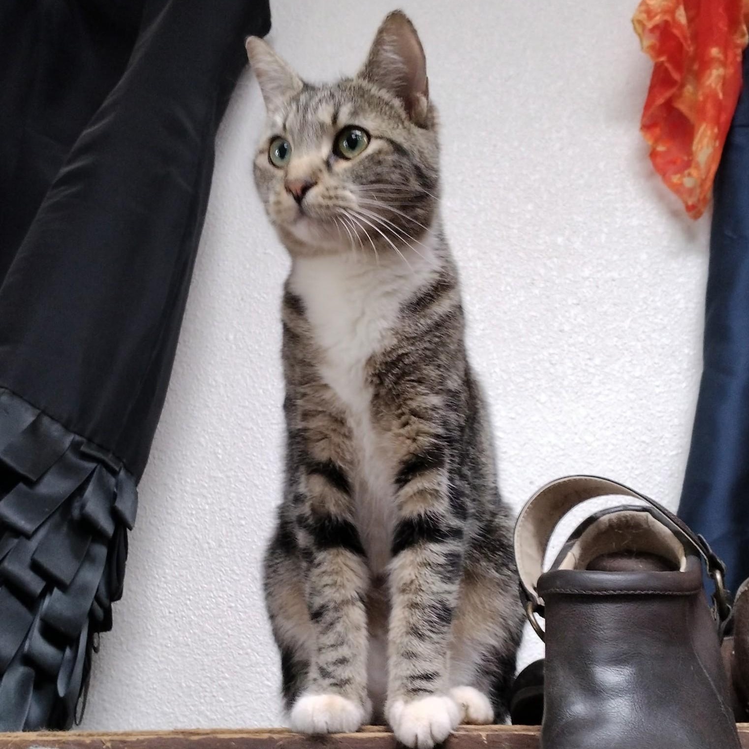 Enlarge Miss Marble, a Adopted Domestic Short Hair in Shingletown, CA image 2/3