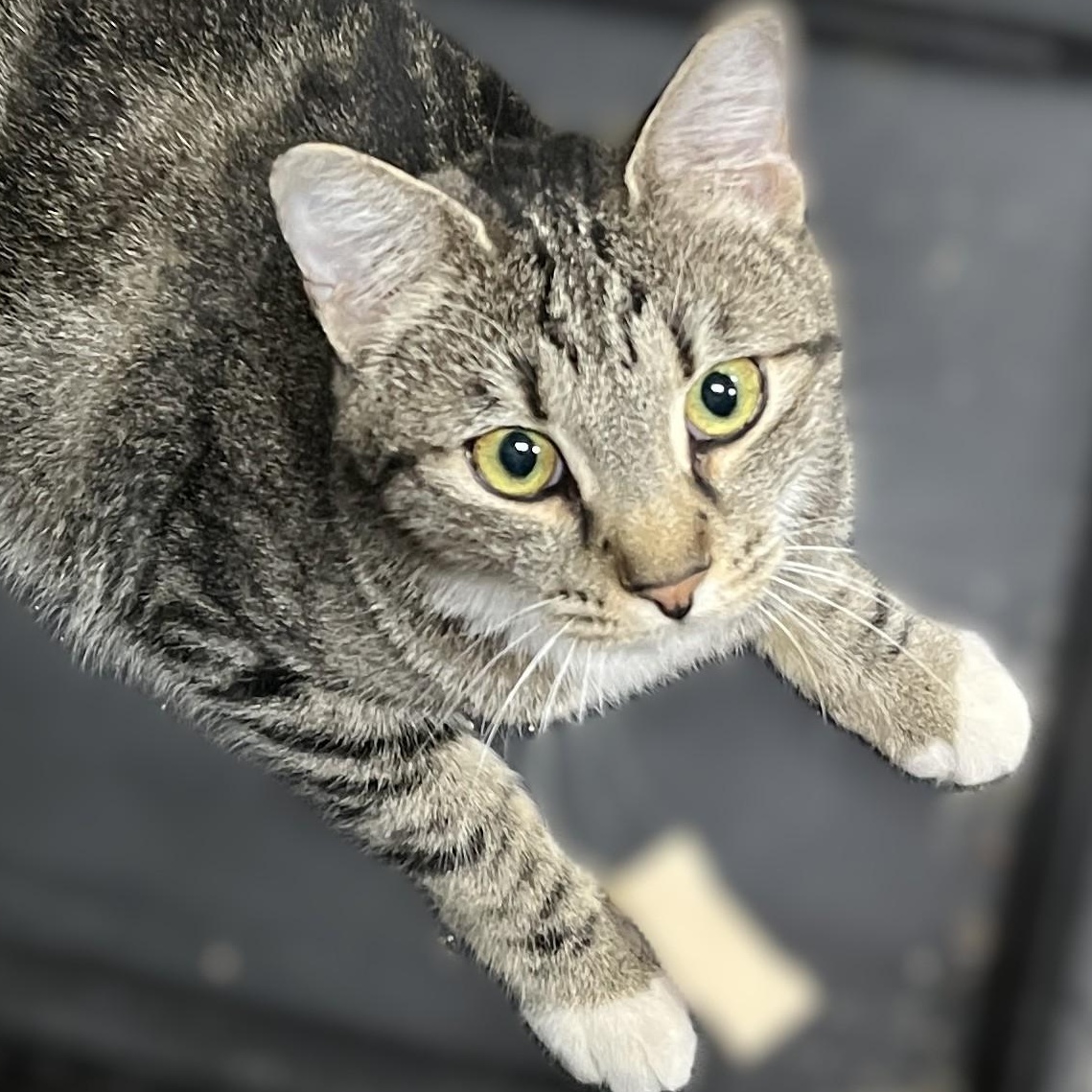 Miss Marble, Adopted, Adult Female Domestic Short Hair.