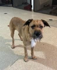 Wally, an adoptable Border Terrier in Lead, SD, 57754 | Photo Image 1
