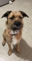 Wally, an adoptable Border Terrier in Lead, SD, 57754 | Photo Image 6