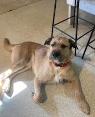 Wally, an adoptable Border Terrier in Lead, SD, 57754 | Photo Image 3