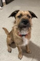 Wally, an adoptable Border Terrier in Lead, SD, 57754 | Photo Image 4