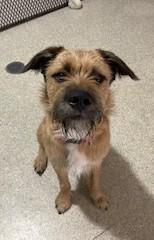Wally, an adoptable Border Terrier in Lead, SD, 57754 | Photo Image 5