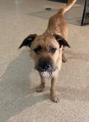 Wally, an adoptable Border Terrier in Lead, SD, 57754 | Photo Image 2