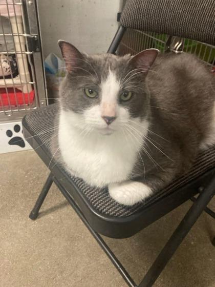 Mr. Pickles, Adopted, Adult Male Domestic Short Hair.