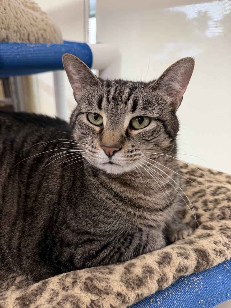 Bonnie Anne, Adoptable, Senior Female Domestic Short Hair.