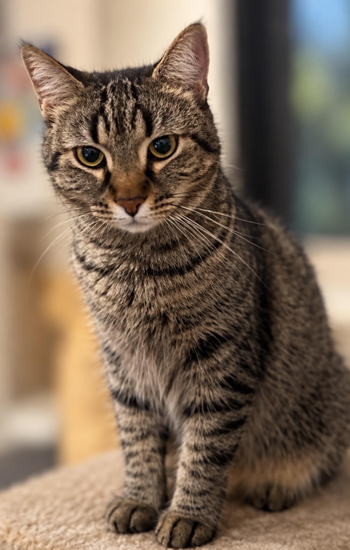 Enlarge Sweetie, a Adoptable Domestic Short Hair in Grosse Ile, MI image 3/3