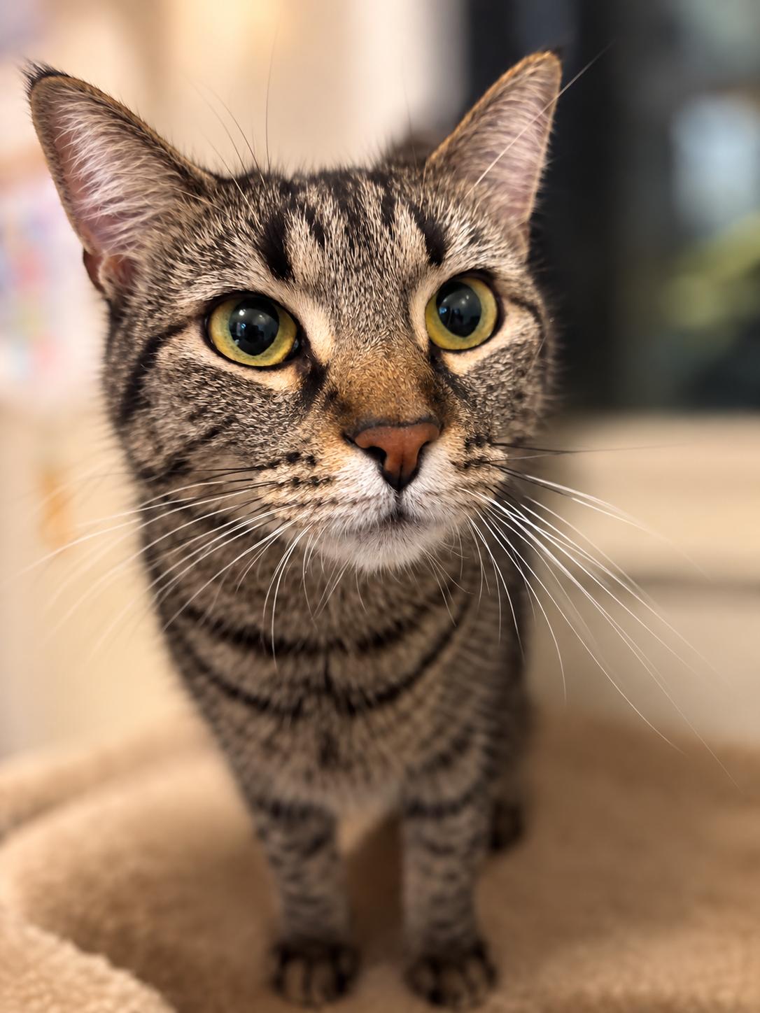 Sweetie, Adoptable, Adult Female Domestic Short Hair.