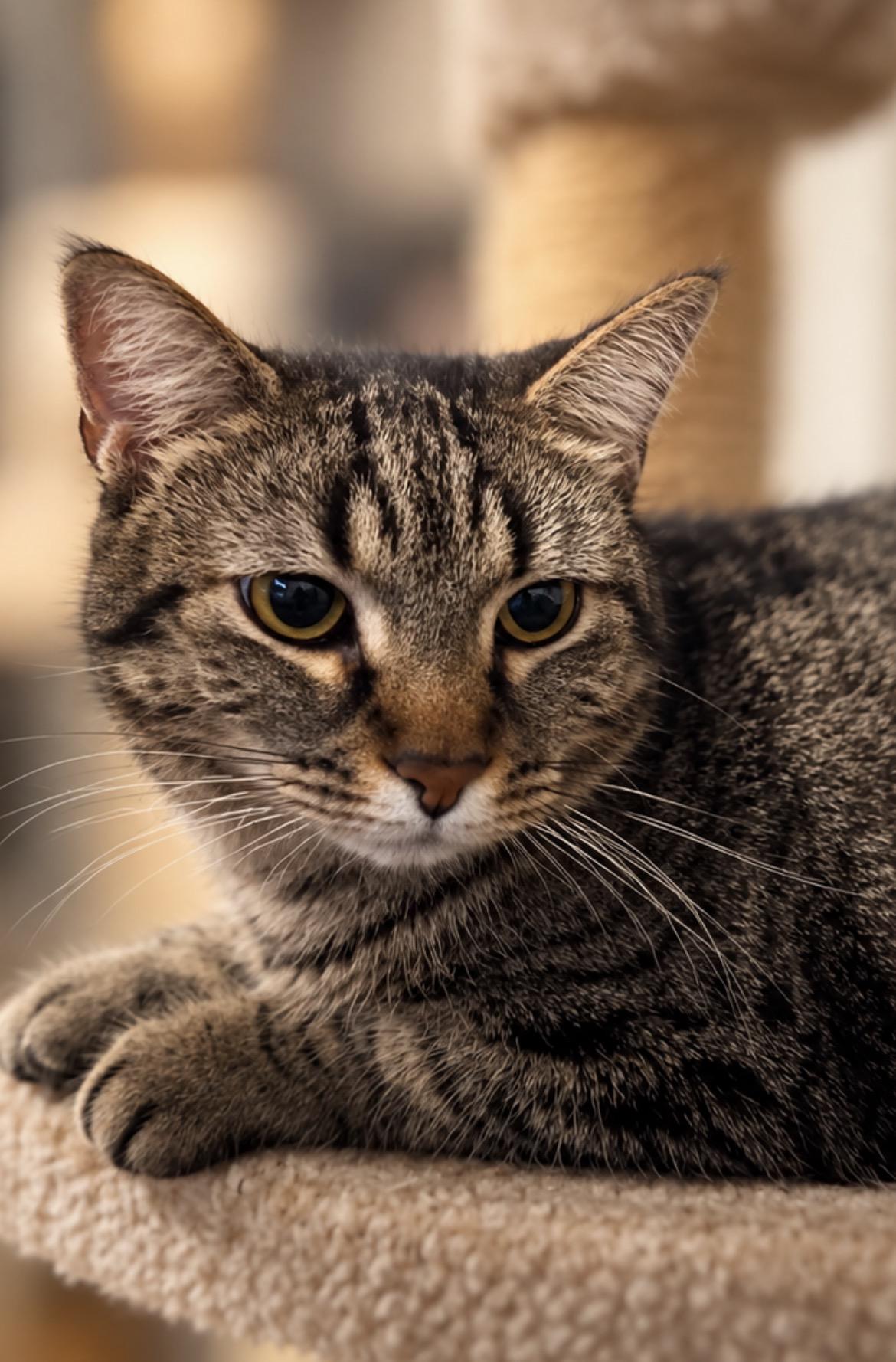 Enlarge Sweetie, a Adoptable Domestic Short Hair in Grosse Ile, MI image 2/3
