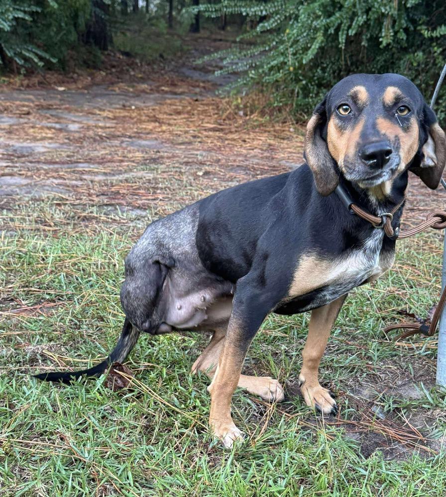 Shelby previous Veerah, Adoptable, Young Female Coonhound.