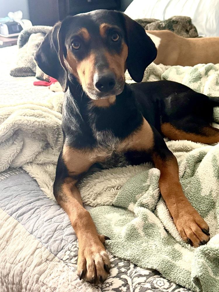 Shelby previous Veerah, Adoptable, Young Female Coonhound.