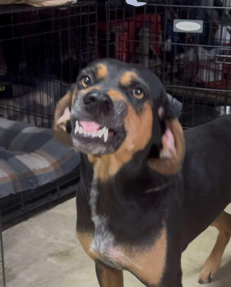 Shelby previous Veerah, a Adoptable mixed breed in Syracuse, NY image 2/6