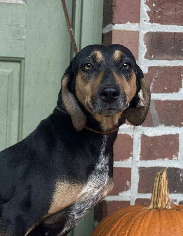 Shelby previous Veerah, a Adoptable mixed breed in Syracuse, NY image 3/6