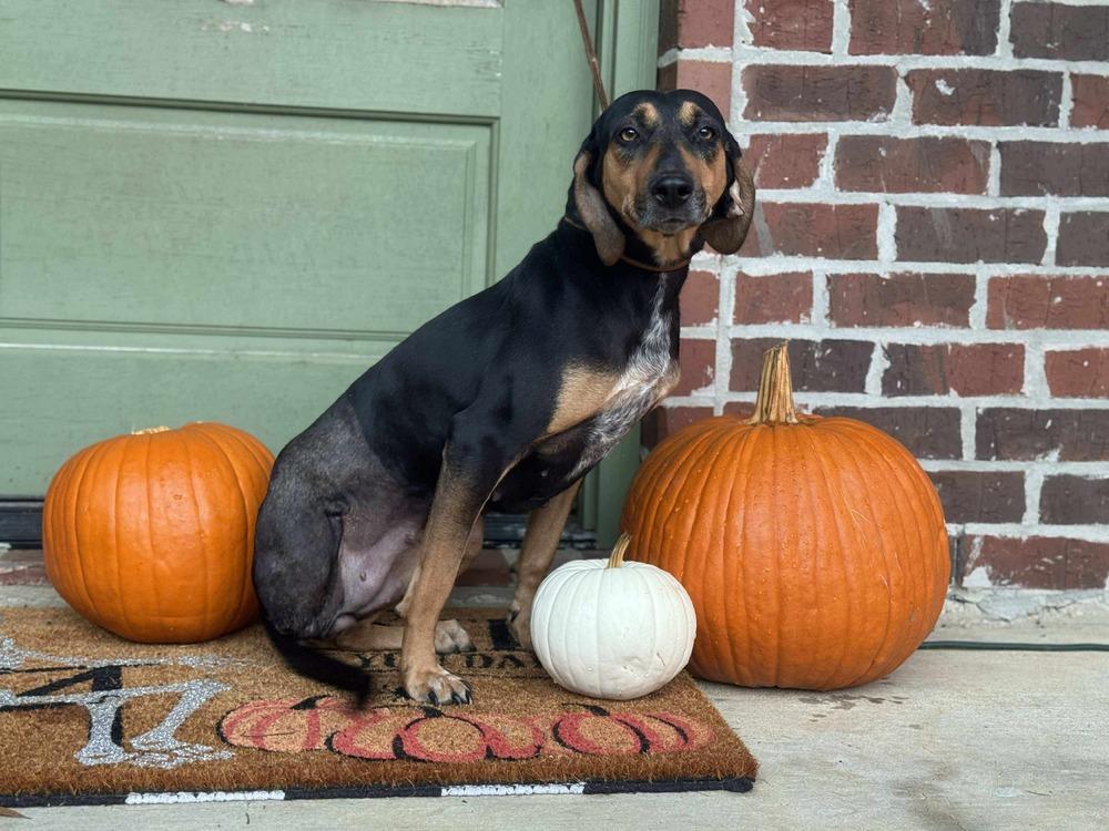 Shelby previous Veerah, a Adoptable mixed breed in Syracuse, NY image 4/6