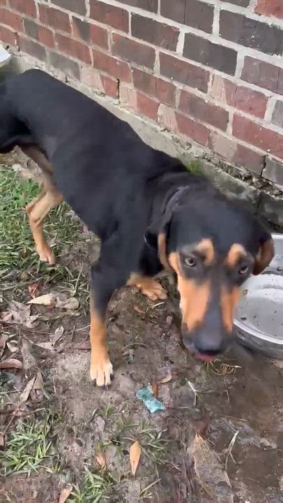 Enlarge Shelby previous Veerah, a Adoptable mixed breed in Syracuse, NY video 5/6