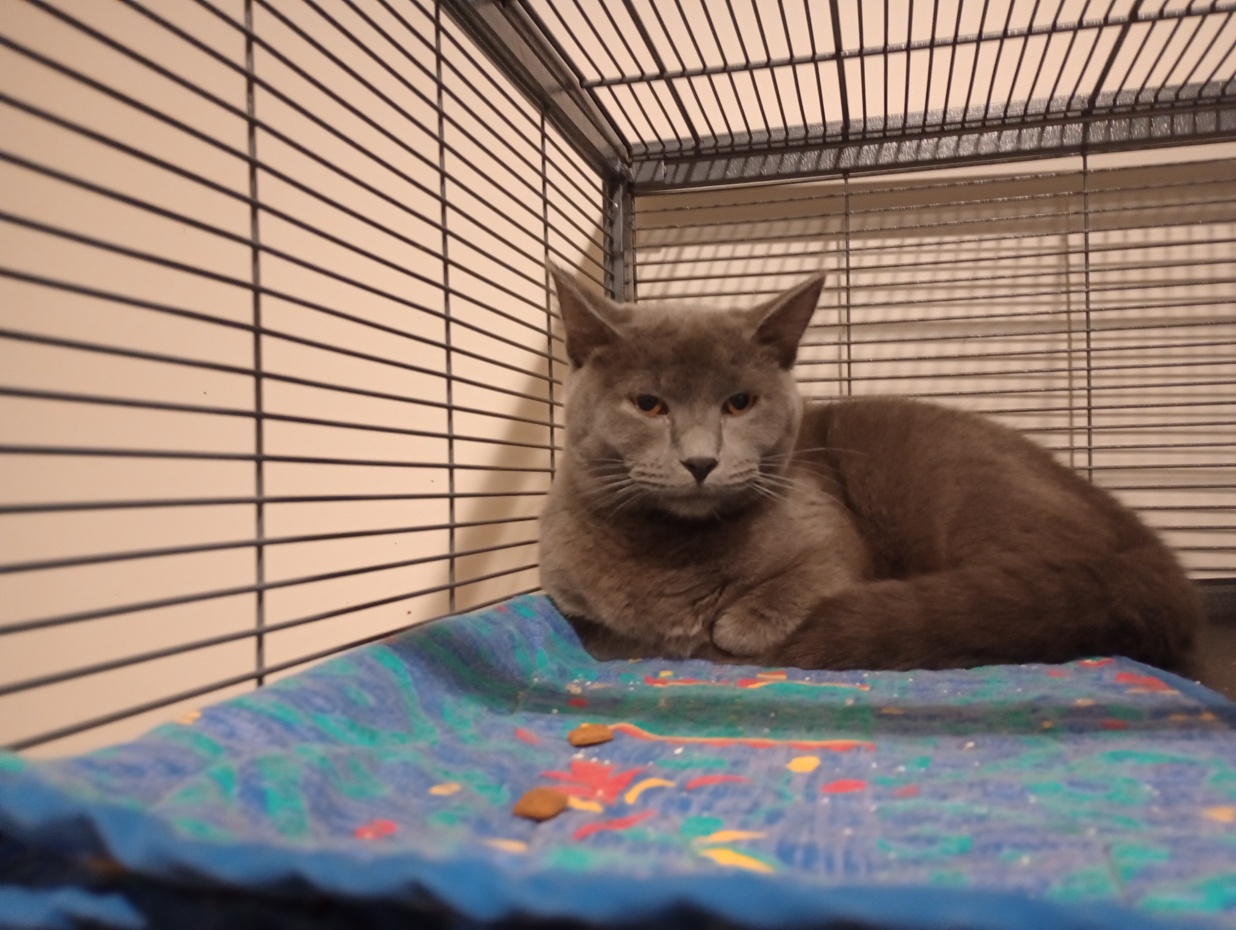 Enlarge Smidge, a Adopted Domestic Short Hair in Denison, IA image 1/2