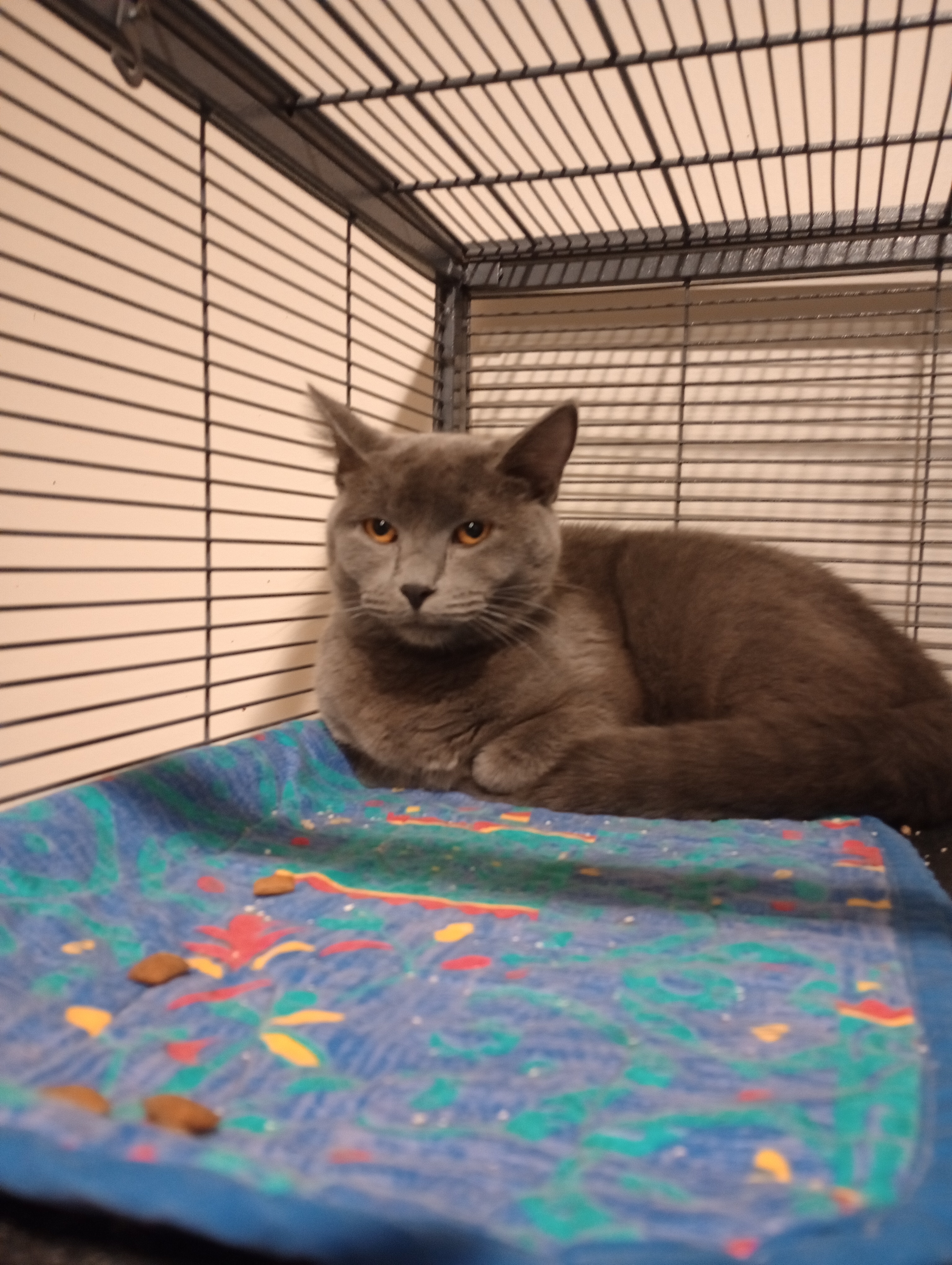 Enlarge Smidge, a Adopted Domestic Short Hair in Denison, IA image 2/2