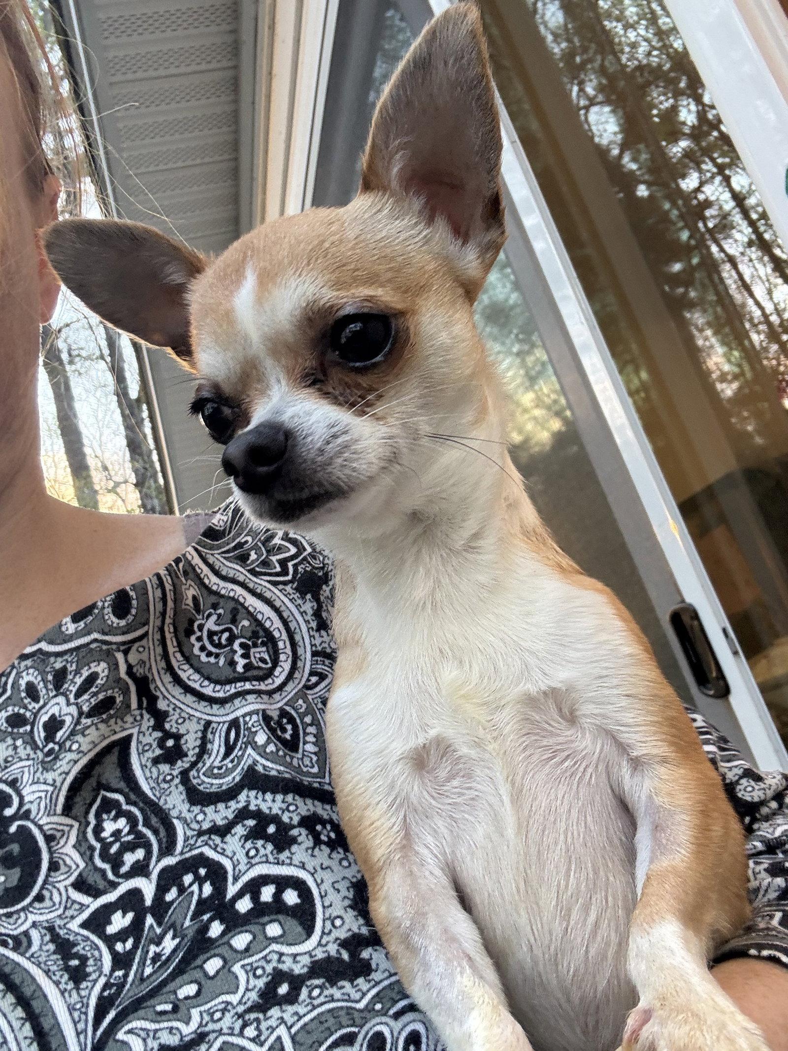 Banzai, Adoptable, Adult Male Chihuahua.
